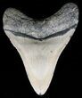 Serrated, Megalodon Tooth - North Carolina #54746-2